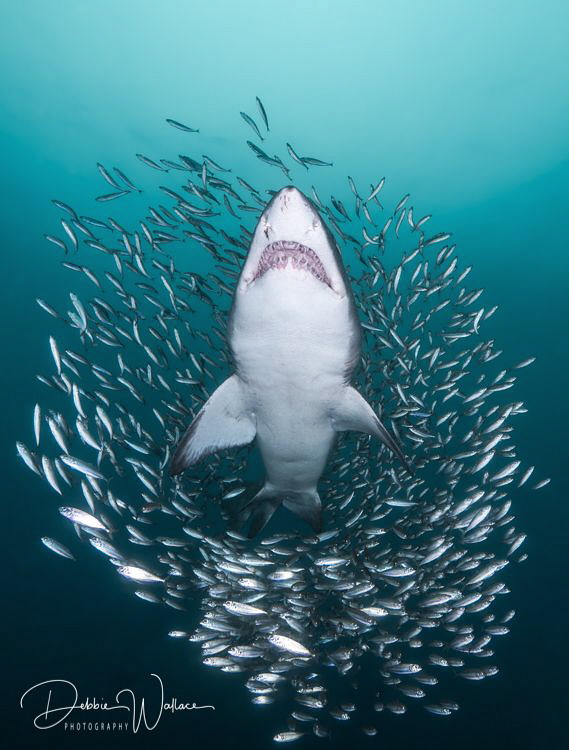 "Out of the pack" - I really had this image or something very similar to it in my mind during this particular dive with the sand tiger sharks, when I turned my head to see it in actuality!!  Lucky me!! 