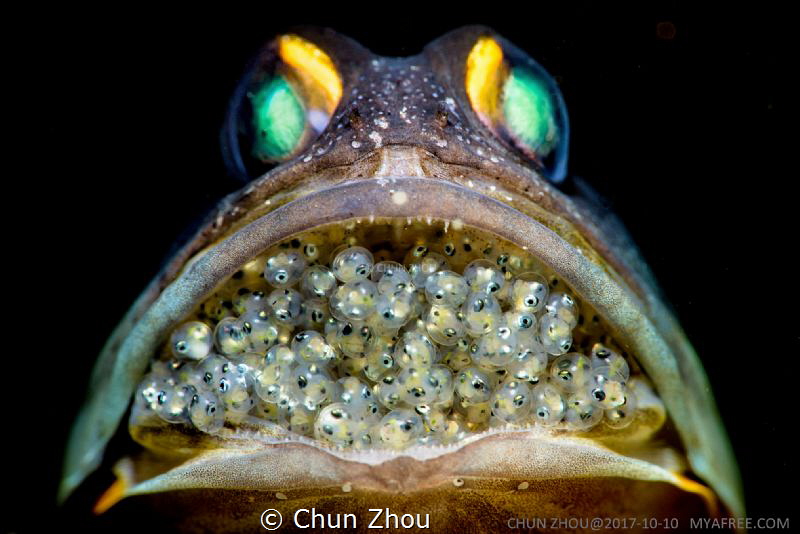 A jaw fish with hundred new life in its mouth. I spent 4 dives to search and wait this shoot. 