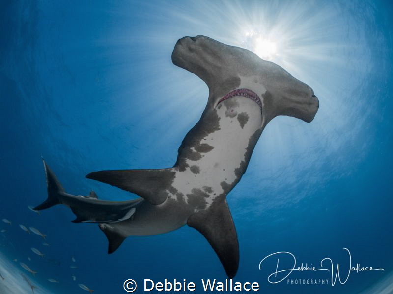 This is a well-known female great Atlantic hammerhead shark in Tiger Beach and is nicknamed "Patches" (aka Scylla.)  I happened to catch her swimming directly overhead in a glorious sun ball. 