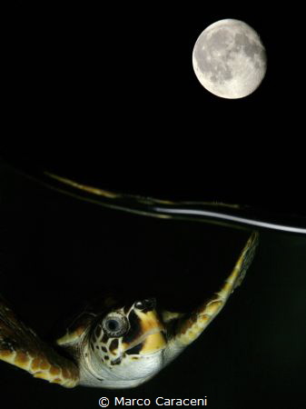 
Turtle at night.
 Double exposure in the camera, without Photoshop 