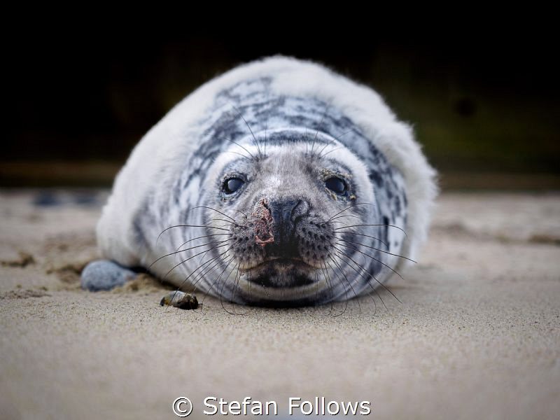 Missing Words

Grey Seal (pup) - Halichoerus grypus

Horsey, Norfolk, England 