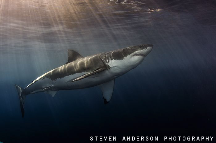 Great White approaches thru the late afternoon sun at Guadalupe off Mexico 