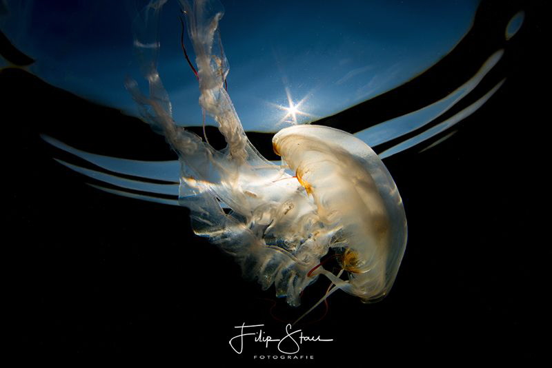 Compass jellyfish(Chrysaora hysoscella), Zeeland, The Netherlands. 