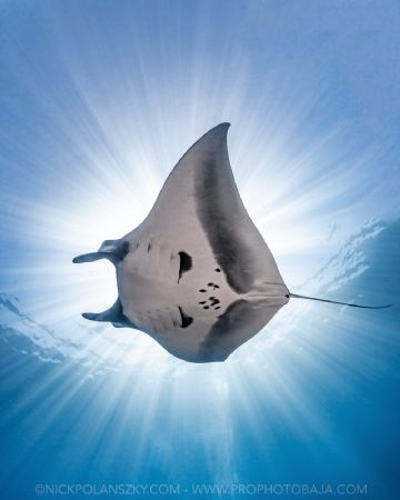 Travel Safely Mantas 