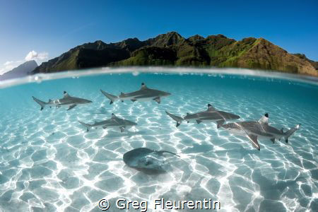 Sharks and rays cruising in the lagoon of Moorea 