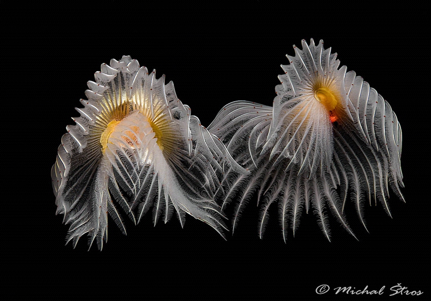 Dancing in the current (two White-tufted worms Protula tubularia) 