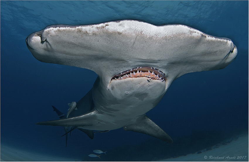 Great hammerhead shark (Sphyrna mokarran), Tiger Beach, Bahamas 