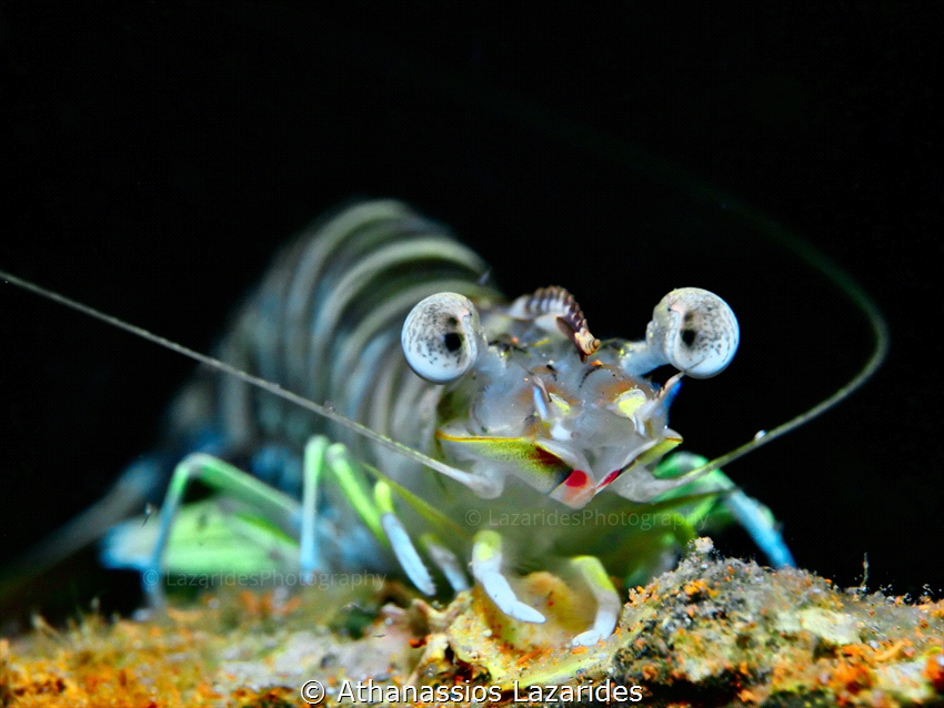 Shrimp from the Eastern Mediterranean - Pulchricaudatus sp. 