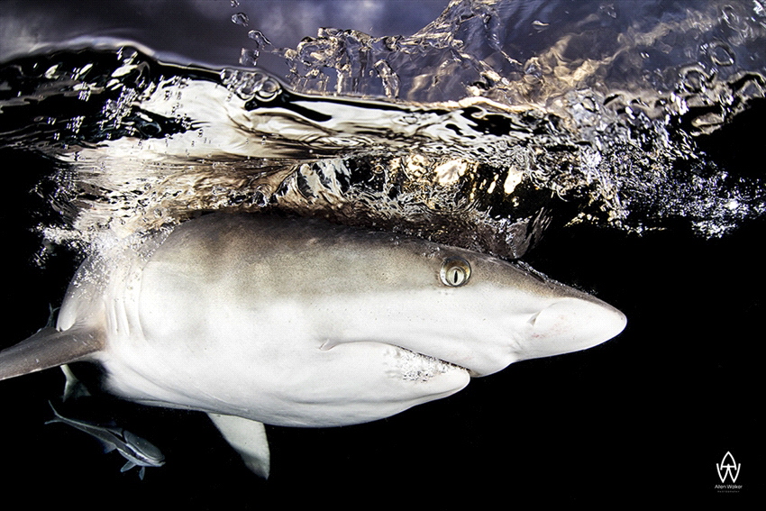 "Splash"
Blacktip shark breaking through the surface back into the water after trying to grad a sardine. 