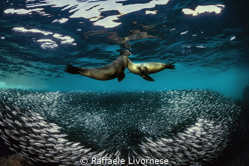 a couple of sealions are playing and hunting on a school of sardines 