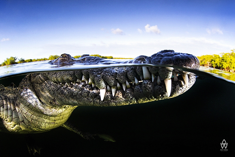 "Peek a Boo, I see you!" Number one rule to wide angle photography is get closer and when you think you are close enough, get a little closer! I was not expecting a kiss on my dome port, but hey, thanks Mr. Crocodile for being patient with me! 