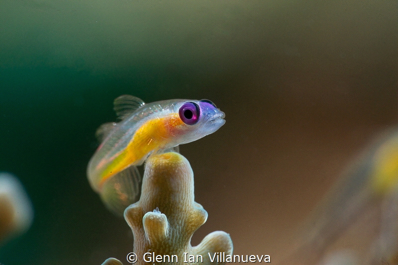 This is a pink-eyed goby which usually hovers above finger corals and sometimes rests on it. They have beautiful pinkish/ reddish eyes which makes them very beautiful to photograph, tiny as they are. Taken in Anilao, Batangas. 