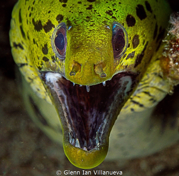 This is a photo of a Moray Eel trying to play with my camera. It was quite challenging getting a good distance photographing this fella as he seems to want to be closer to the lens. Taken in Puerto Galera, Philippines. 