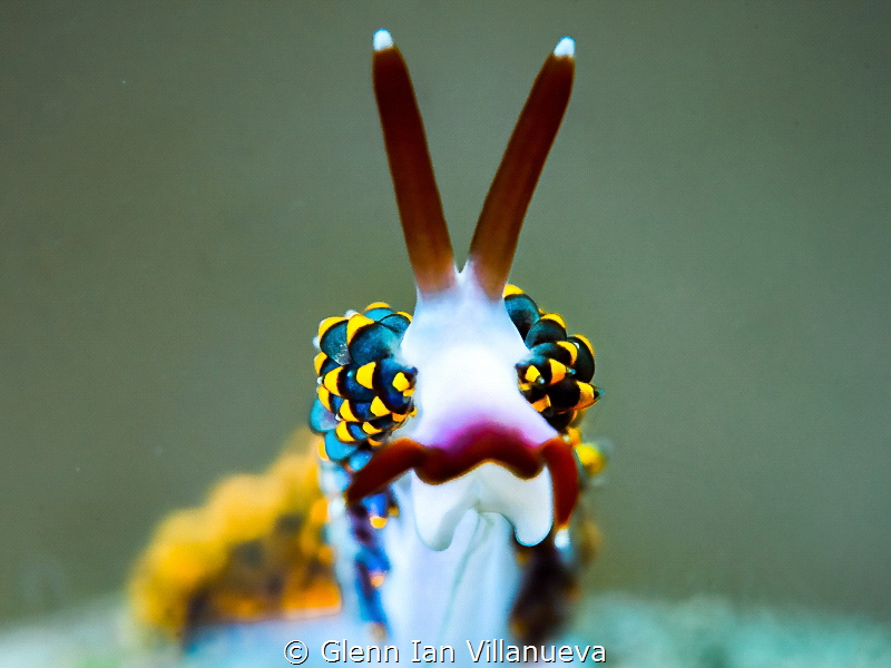 This is a photo of a nudibranch, Trinchisea Yamasui. Taken in Anilao, Philippines. 