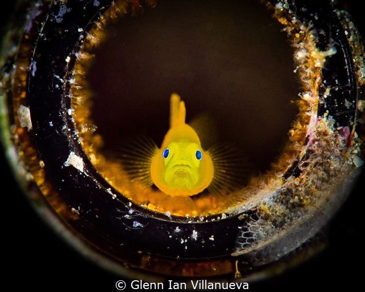 This is a photo of a yellow goby (Gobiodon Okinawae) found inside a beer bottle. Taken in Anilao, Philippines. 