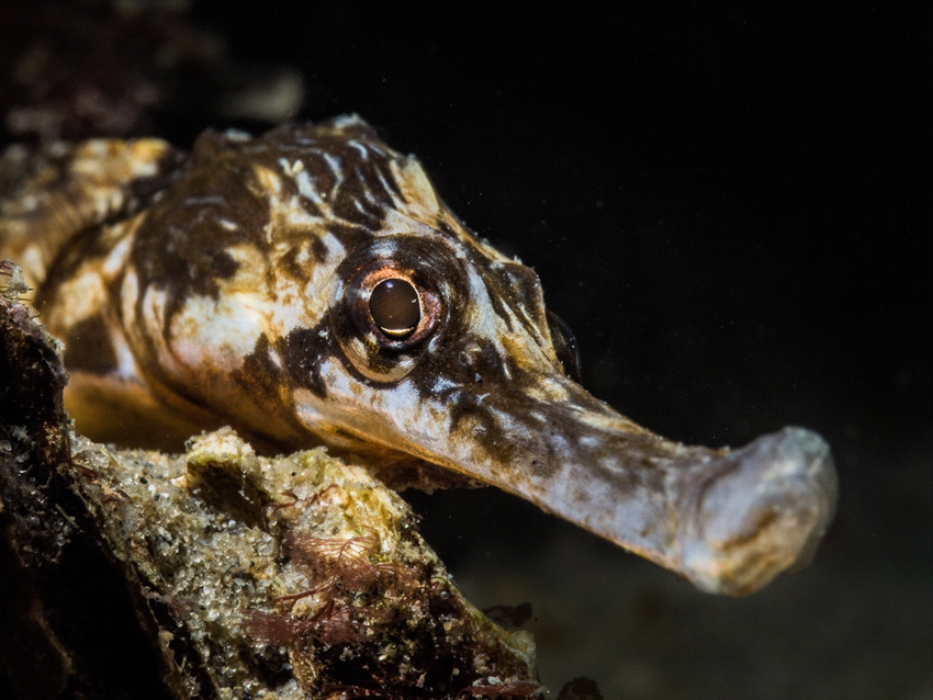 This small pipefish lives in the Netherlands in 'het Grevelingenmeer'. 