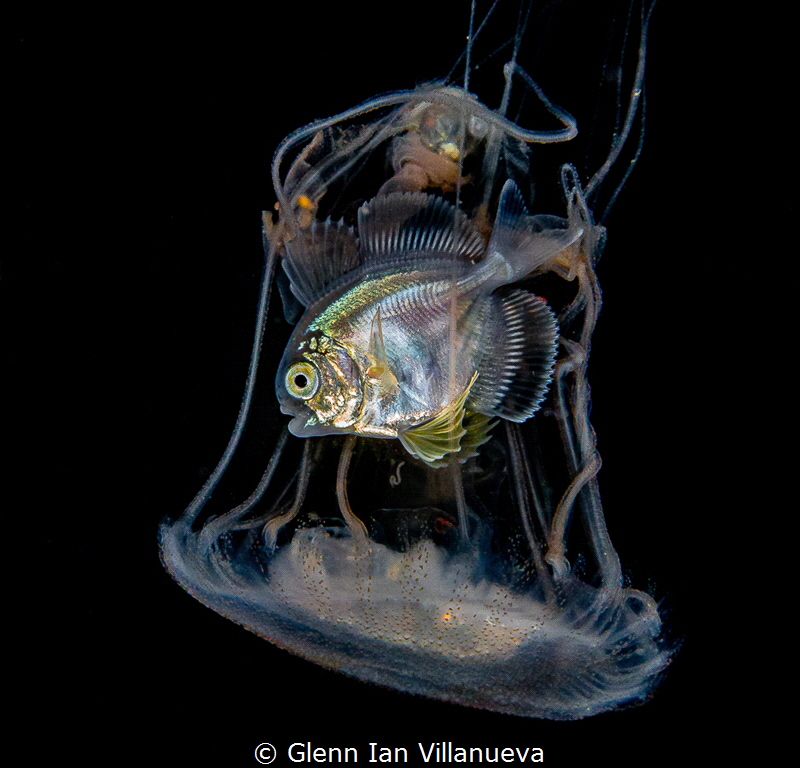 This is a photo of a fish in a jellyfish, hiding from predators. Taken in Anilao, Philippines during one of our blackwater dives. 