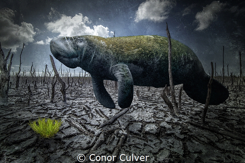 "Grass Famine" part of my Underwater Surrealism body of work. Image is referencing the disappearance of manatee's food source in Florida. 