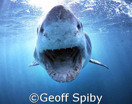 white shark incoming
Gans Bay
South Africa 