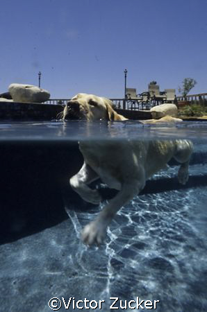 practice o/u of my labrador in our pool 