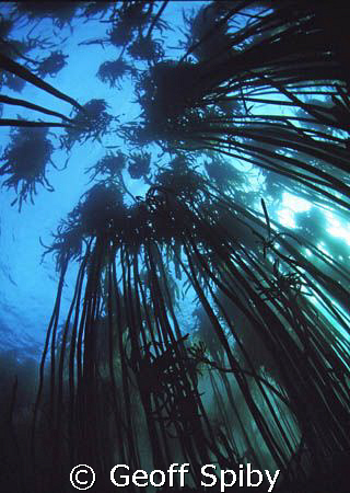 in the kelp forest 
