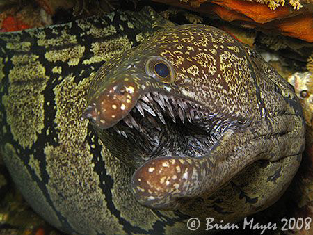"Dont mess with me!"............................ A snarling Mosaic Moray (Gymnothorax prionodon)<><><><>Canon G9 