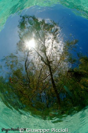 Under the surface: Xmas tree 