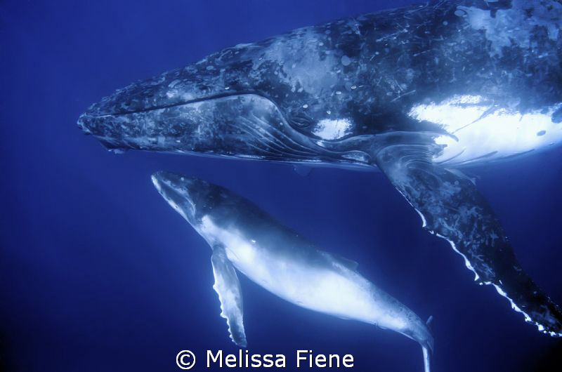 Closeup image of a humpback mother and calf. Vava'u Tonga. No cropping. Nikon D300 with 10-20mm sigma lens. 