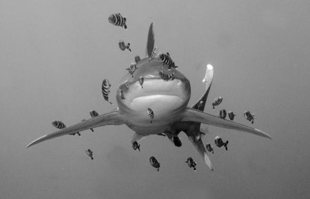 Oceanic White tip with Pilot Fish. Taken at Daedelus Reef, Egyptian Red Sea in November 2004. Image taken while snorkelling as the shark circled the diveboat. 