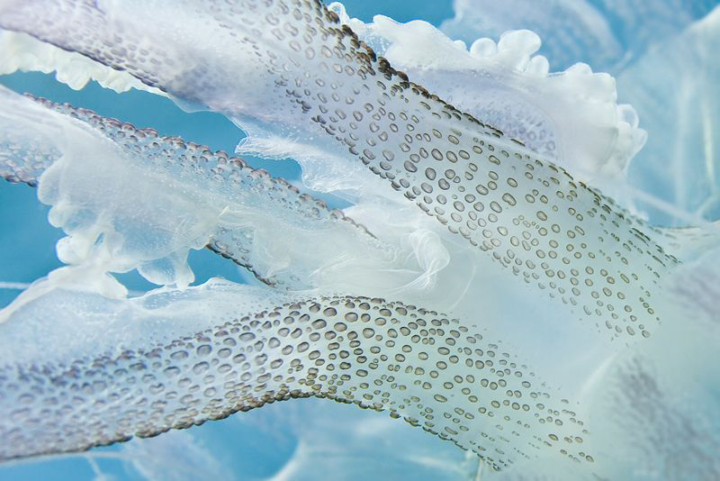 "tentacles"
Tentacles of a luminescent jellyfish (Pelagia noctiluca ) 