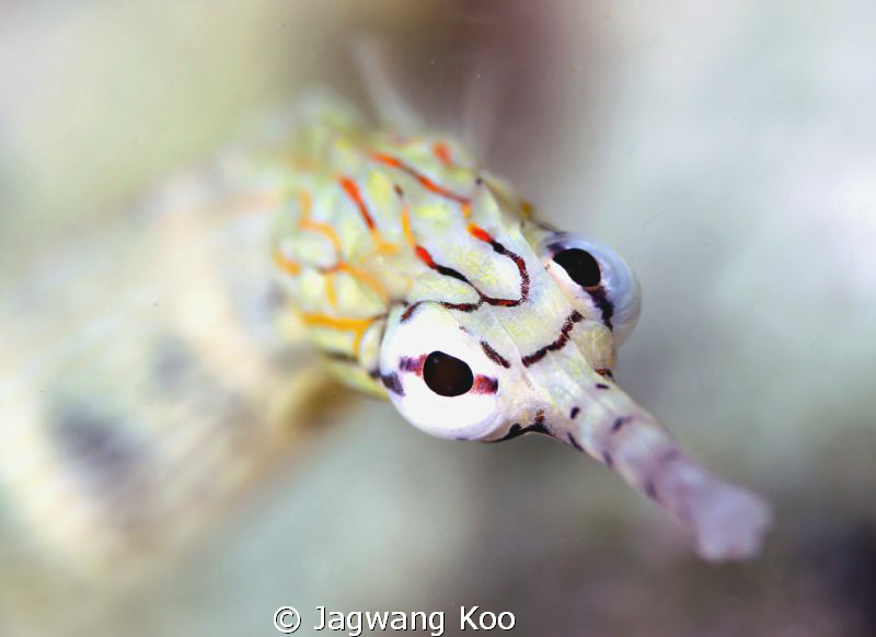 Sand pipefish 
