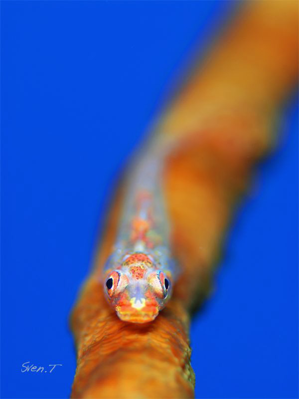 Wipe coral goby 