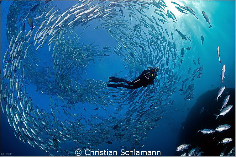 A swarm around a diver near the liberty-wreck in tulamben/bali. 