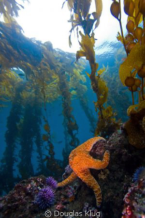 Sea Scape. This view of the reef at Anacapa Island includes an ochre star set against the kelp forest on a clear day.  Shot with a Canon Digital Rebel and 10-22mm in Ikelite Housing with dual DS51 strobes. 