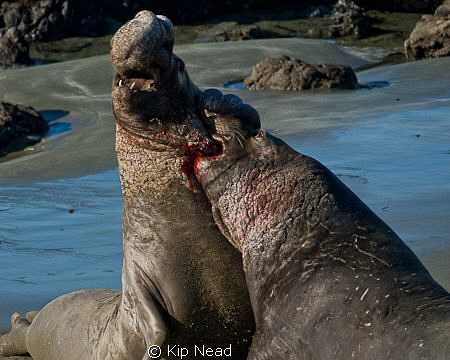 Male northern elephant seals fighting for dominance at the San Simeon rookery. 