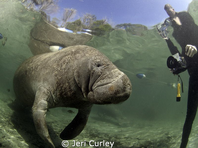 Manatee at Crystal River being photographed by fans. 