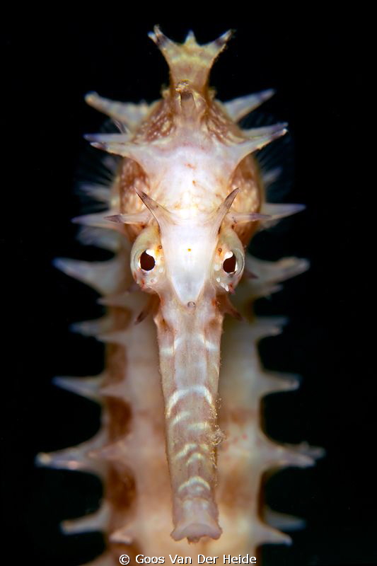 Thorny Seahorse in the bay of Ambon,Indonesia 