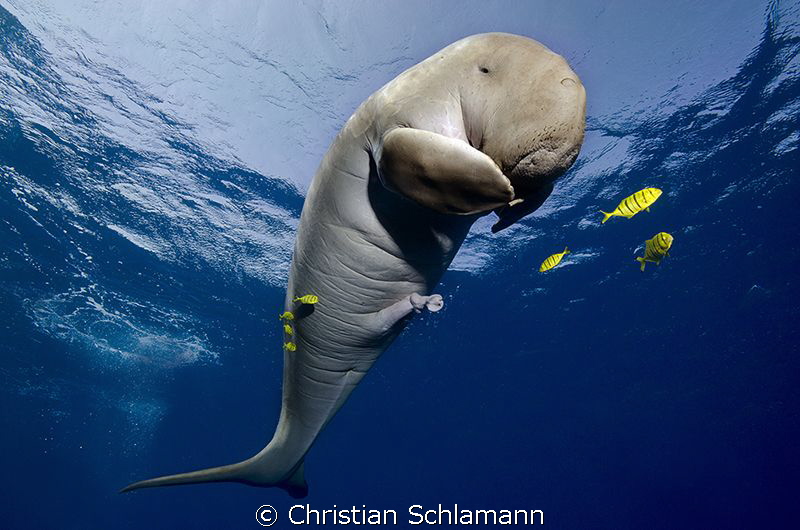 Happy Moment - in the Red Sea with a Dugong south of Port Gahlib. 
