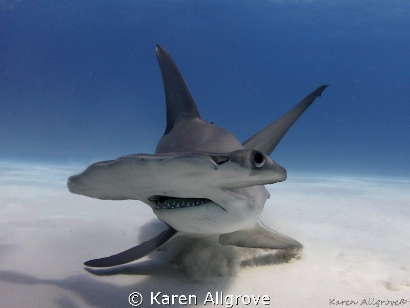 Great Hammerhead - stiring up the sand 
