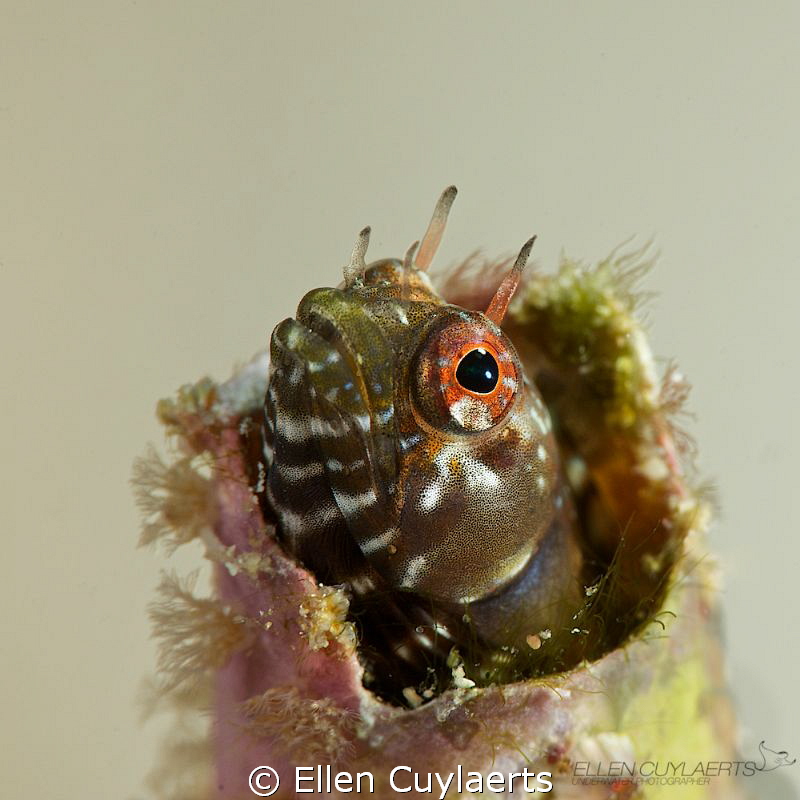 Gulf signal blenny in an tube wormhole, cosy! 