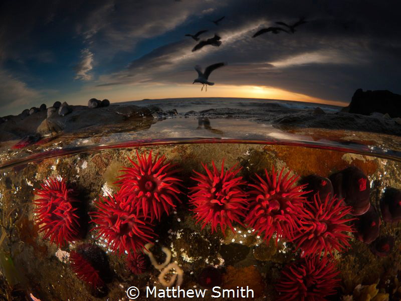 Red Waratah Anemones. What I really love about over/under photographs is that it gives the underwater element a sense of place. For the viewer it marries the underwater environment with our own familiar world. It links the unknown with the known. 