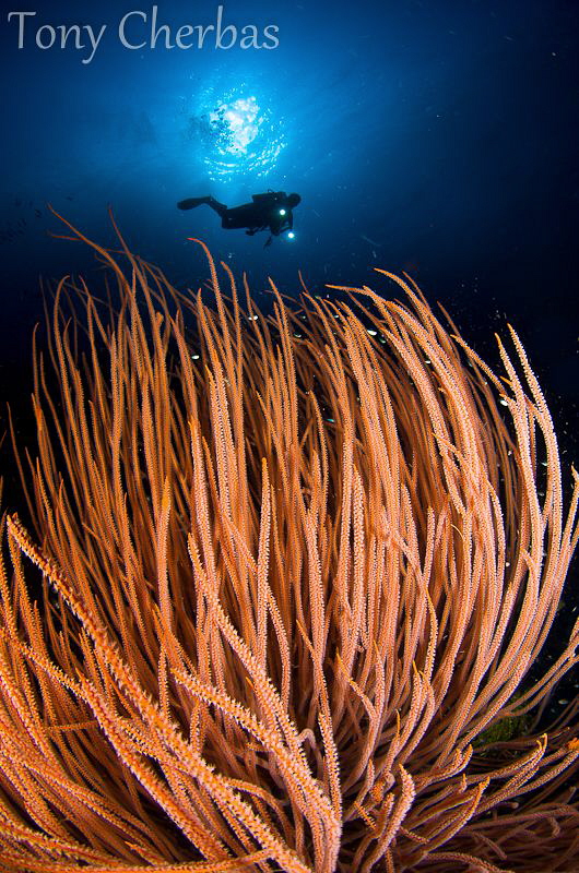 Dream Dives In Papua 