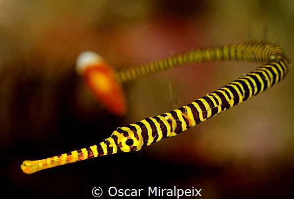 Oscar Miralpeix