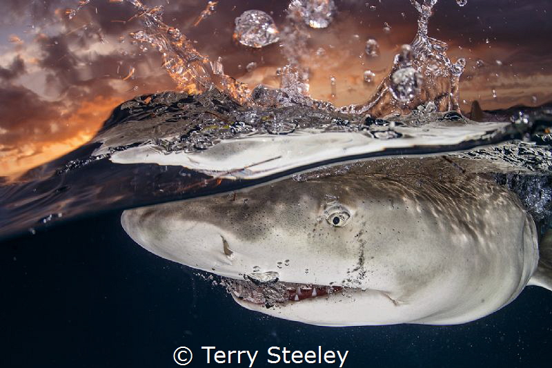 Terry Steeley
