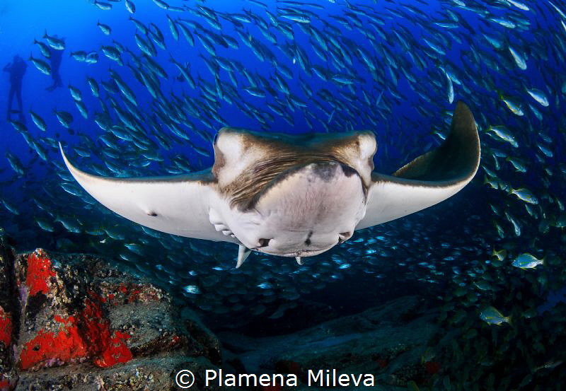 Plamena Mileva