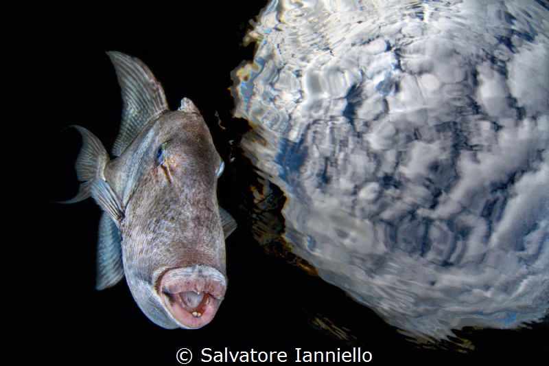 Salvatore Ianniello