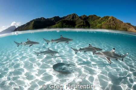 Greg Fleurentin