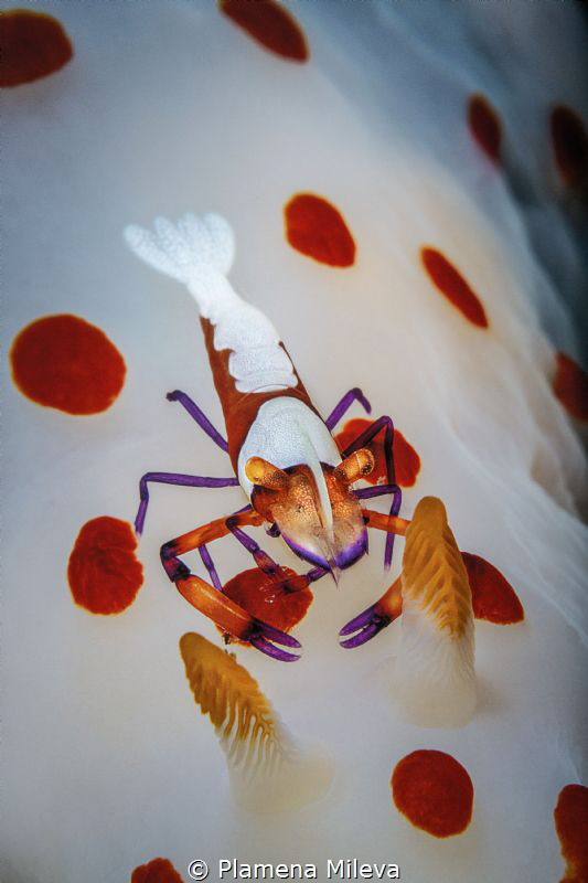Plamena Mileva