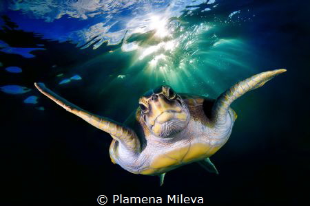 Plamena Mileva