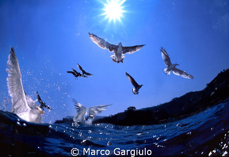 Marco Gargiulo